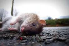 Eine tote Ratte