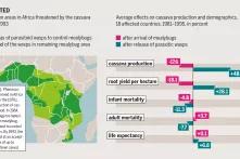 Graphic: Insect Atlas 28 -  Hunger averted