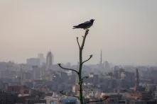 Blick über Kairo im Hintergrund, im Vordergrund sitzt ein Vogel auf einem Ast.