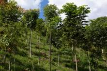 Mehre junge Bäume in Reihen an einem grünen Hang