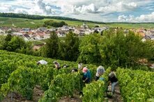 Grape harvest, France Several harvesters are bent over in a hillside vineyard, with a village, church, and fields in the background.