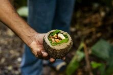 Paranüsse Eine Hand hält eine runde Fruchtschale mit Blättern und Paranüssen.