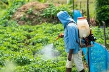 Person spraying crops with liquid from a backpack tank in a green field, wearing a hoodie and shorts.