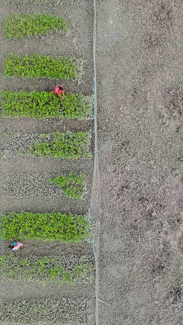 Luftaufnahme eines Feldes mit grünen Pflanzreihen. Zwei Personen in roten Oberteilen arbeiten zwischen den Reihen. Rechts karger Boden.