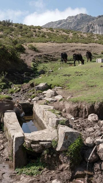 Eine felsige Landschaft mit grasbedeckten Flächen. Ein Esel trinkt aus einer Tränke, weitere Esel und Kühe grasen im Hintergrund.
