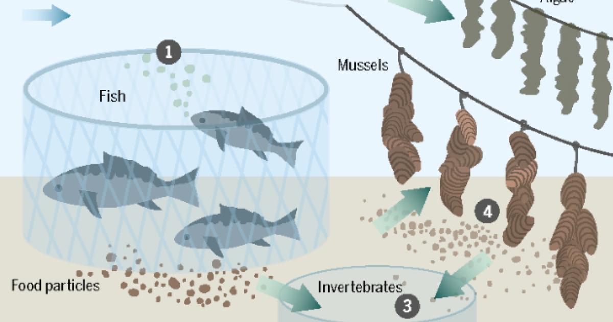 Sardine biology  Washington Department of Fish & Wildlife