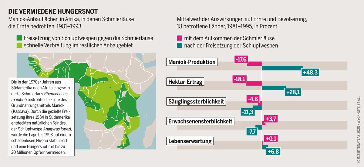 Grafik: Maniok-Anbauﬂächen in Afrika, in denen Schmierläuse die Ernte bedrohten, 1981–1993