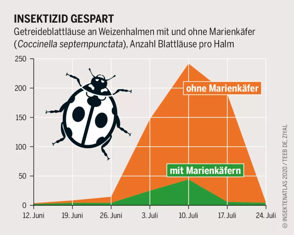 Grafik: Getreideblattläuse an Weizenhalmen mit und ohne Marienkäfer ( Coccinella septempunctata ), Anzahl Blattläuse pro Halm