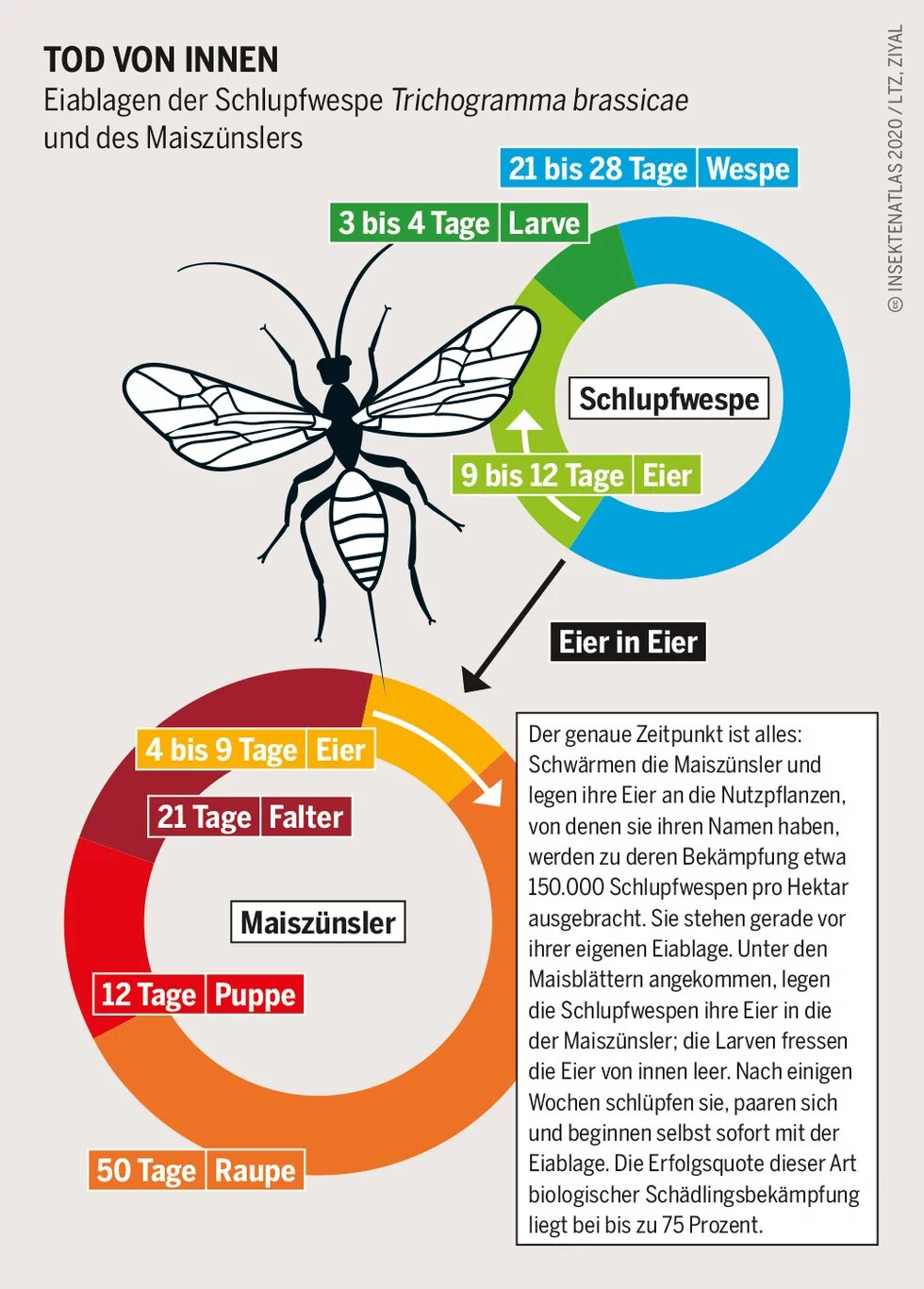 Grafik: Eiablagen der Schlupfwespe Trichogramma brassicae und  des Maiszünsler