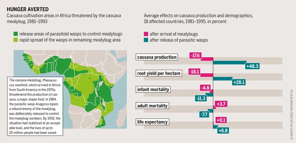 Graphic: Insect Atlas 28 -  Hunger averted