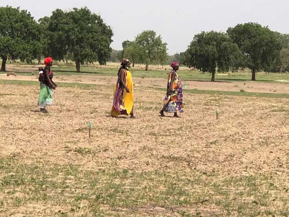 Frauen in der Landwirtschaft, Senegal