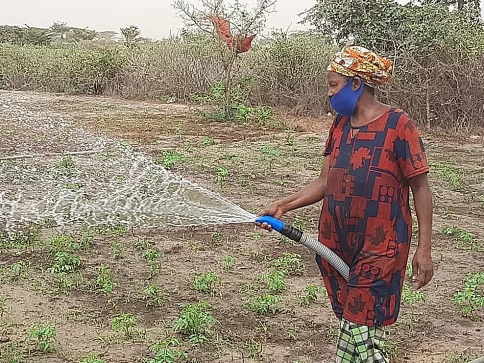 Senegal: Frau besprengt landwirtschaftliches Feld mit Wasser