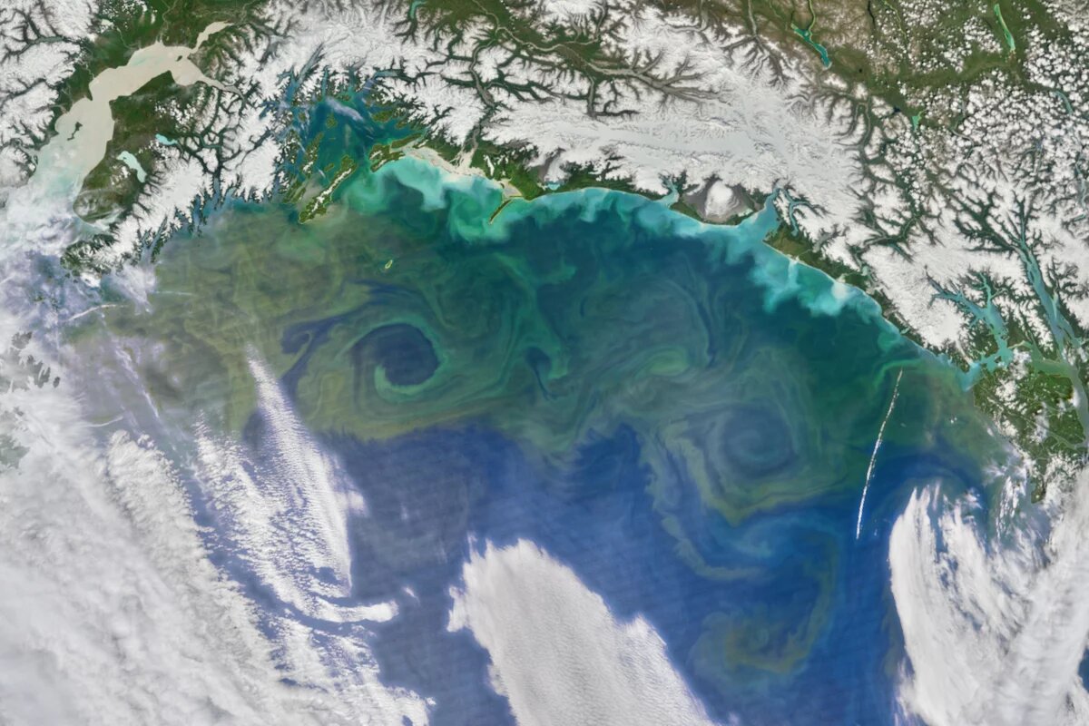 Luftaufnahme von Phytoplankton