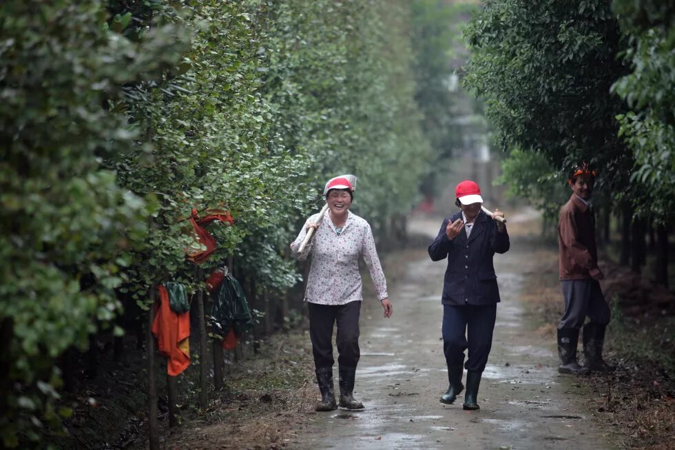Arbeiter:innen auf einer Gingkoplantage in China