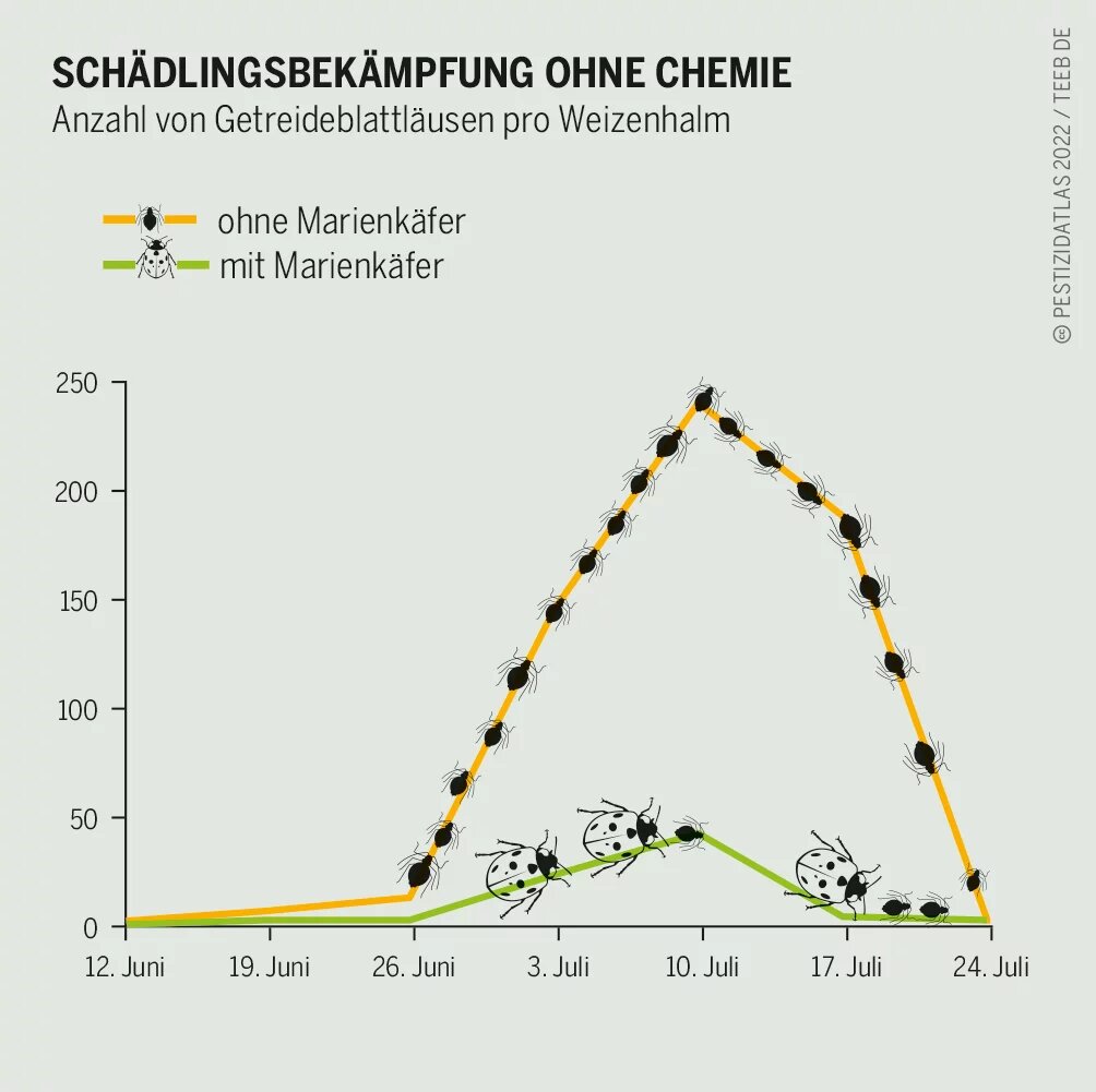 Pestizidatlas Infografik: Anzahl von Getreideblattläusen pro Weizenhalm