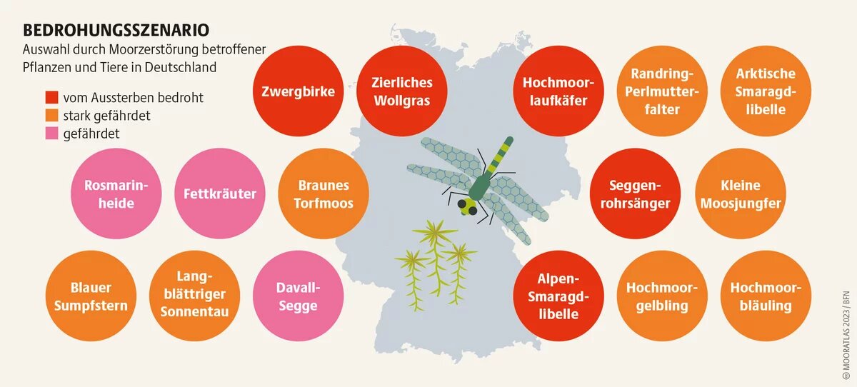 Mooratlas Infografik: Auswahl durch Moorzerstörung betroffener Pflanzen und Tiere in Deutschland