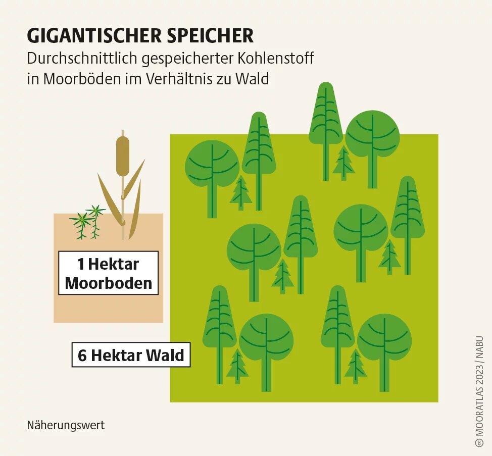 Mooratlas Infografik: Durchschnittlich gespeicherter Kohlenstoff in Moorböden im Verhältnis zu Wald