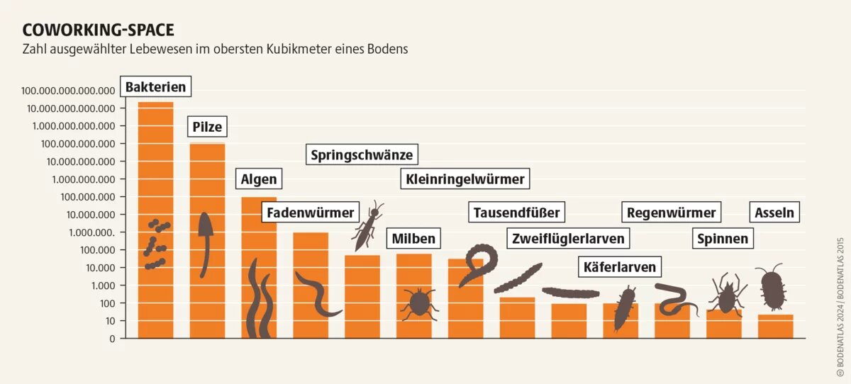 Aufbau und Erhalt von Böden sind arbeitsteilige Prozesse. Große und kleine Lebewesen zerkleinern abgestorbene Materialien und wandeln sie um