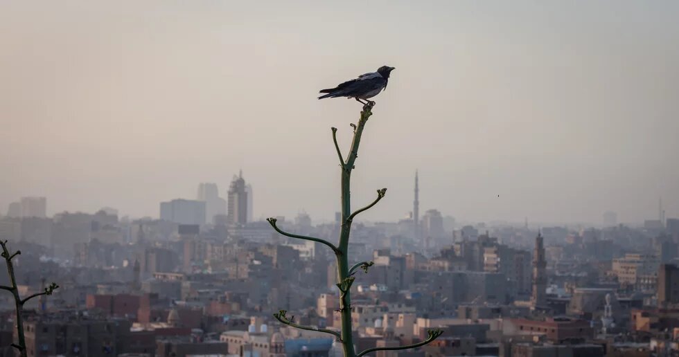 Blick über Kairo im Hintergrund, im Vordergrund sitzt ein Vogel auf einem Ast.