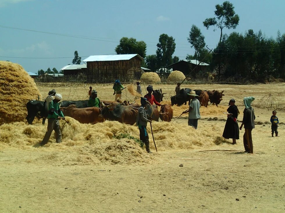 Menschen auf einem Feld in Äthiopien