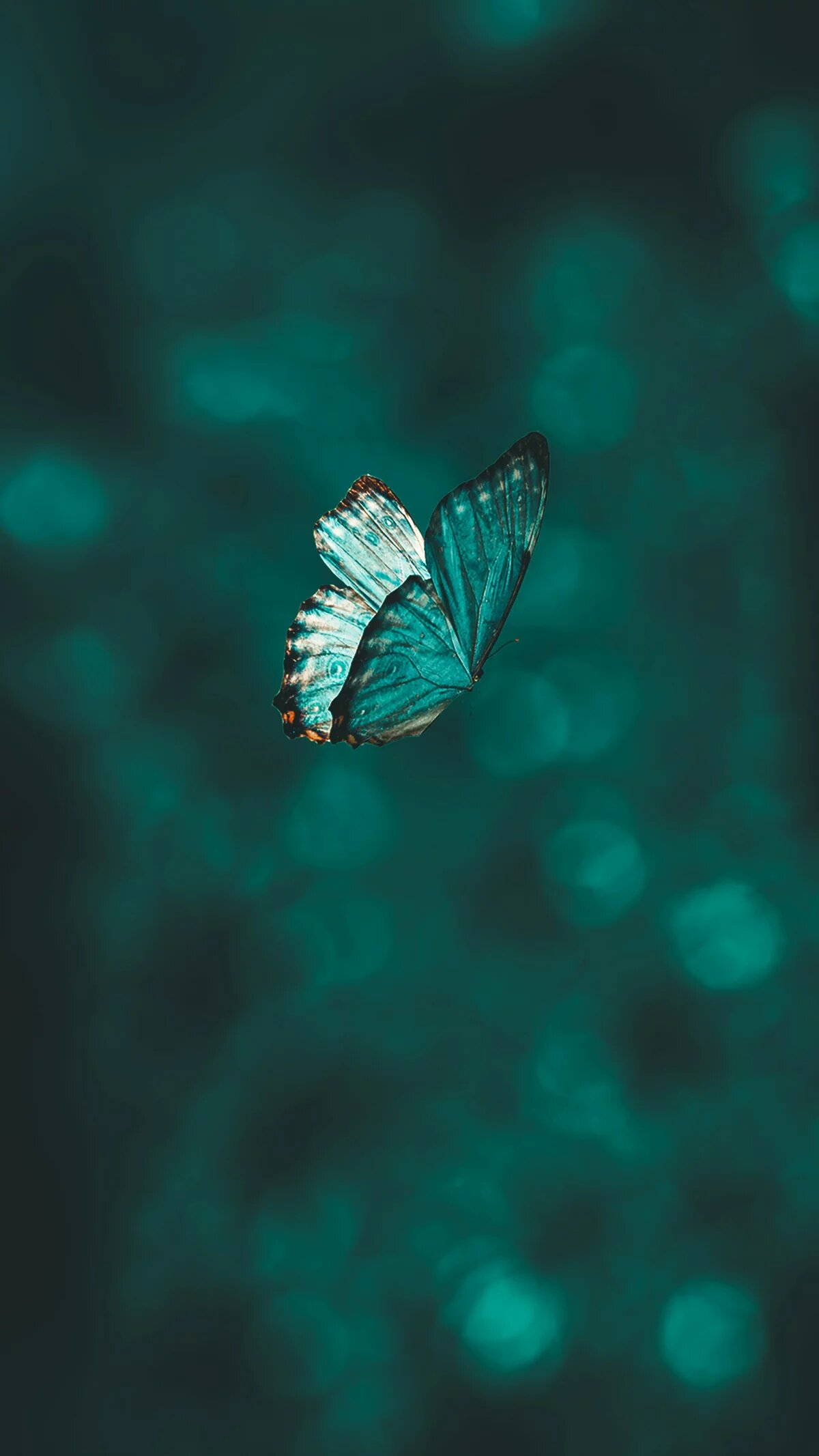 Ein Schmetterling schwebt vor einem unscharfen, dunklen Hintergrund.