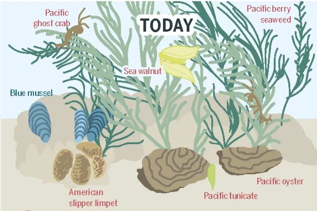 Infographic from the Ocean Atlas – The Blue Mussel and Its Neighbors in the Continually Submerged Area of the Wadden Sea