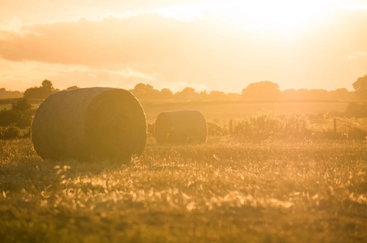 Field in the morning sun. 