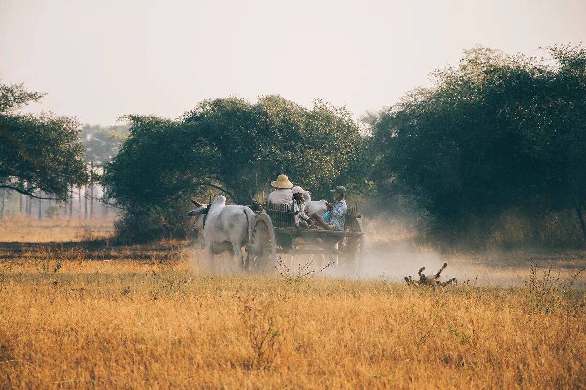 Ein Karren fährt in Myanmar über ein Feld