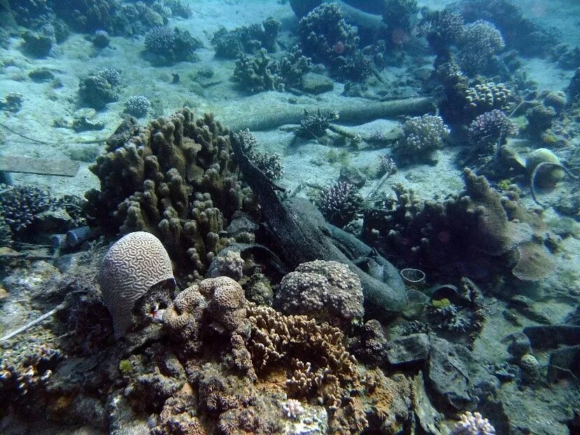 Vermüllung des Roten Meeres: Unterwasserfoto