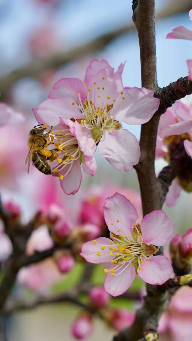 Eine Biene fliegt an rosa Baumblüten