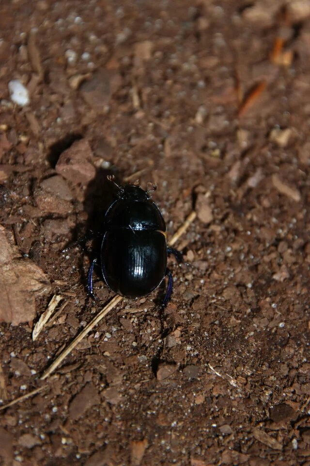 Schwarzer Käfer auf Erduntergrund